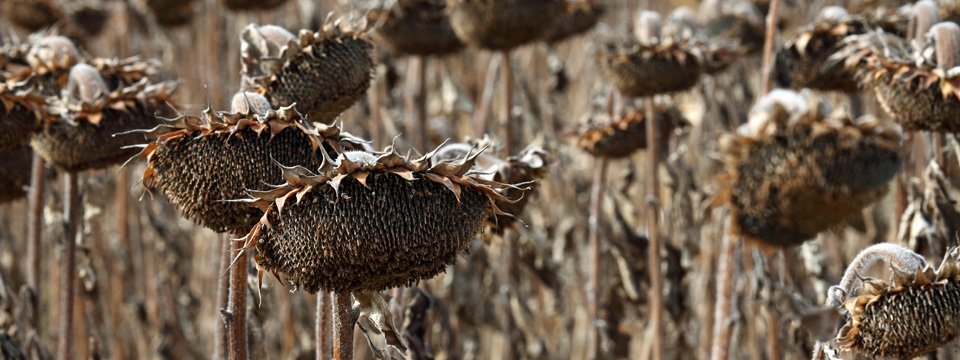 The Song of the Sunflower