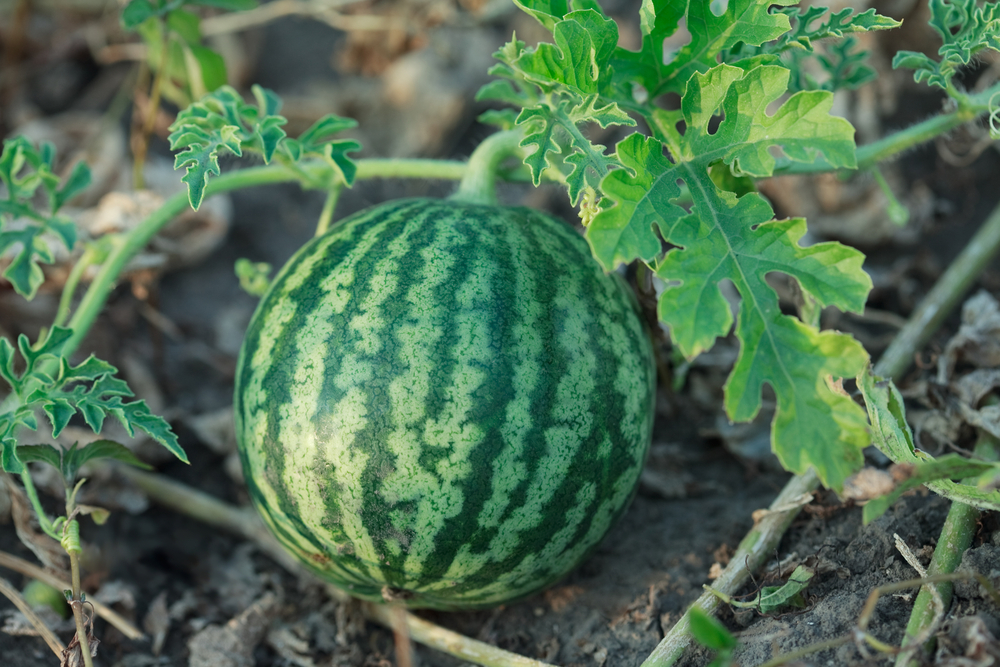 Tripping Over Watermelons