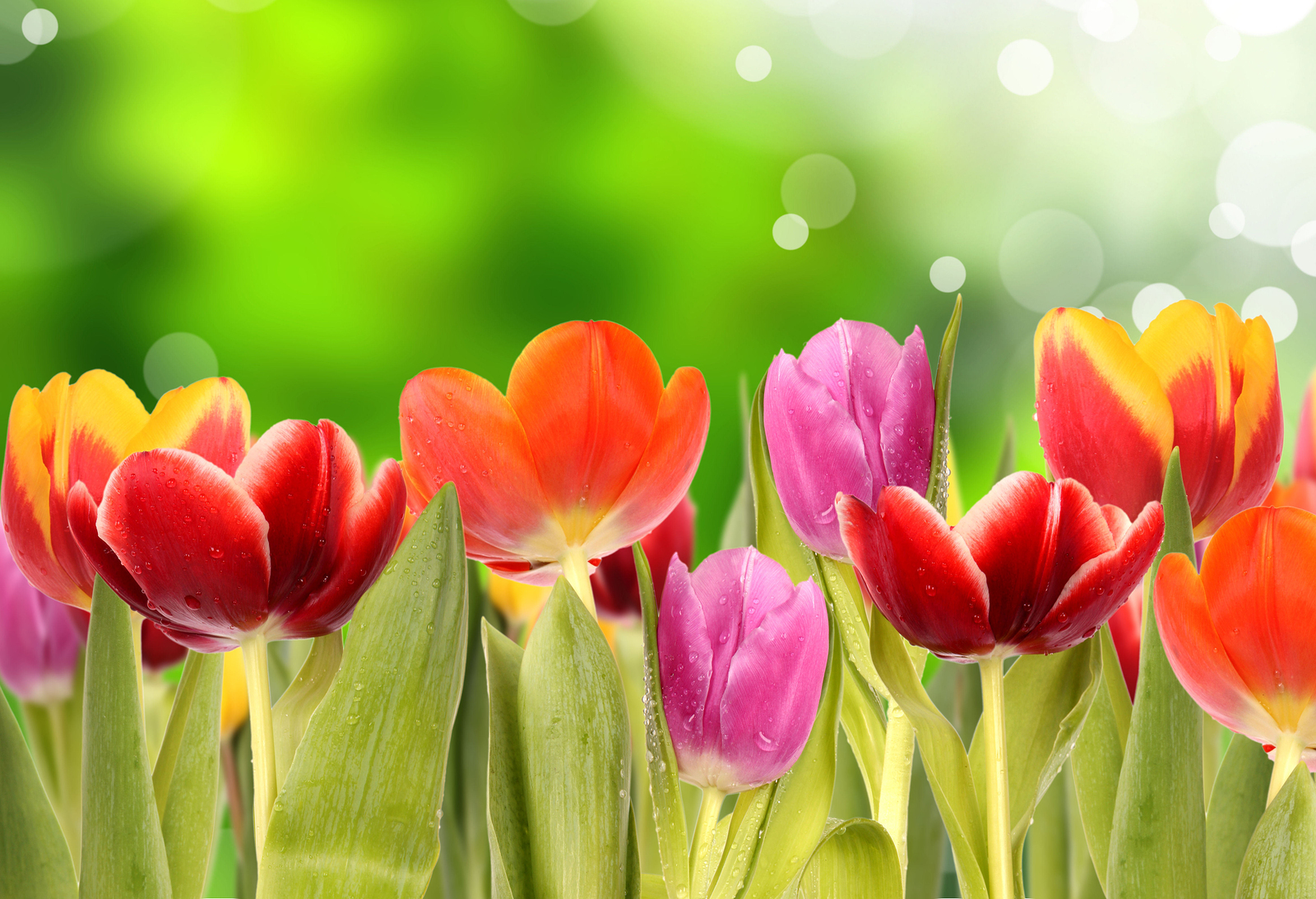 Tina’s Tulips