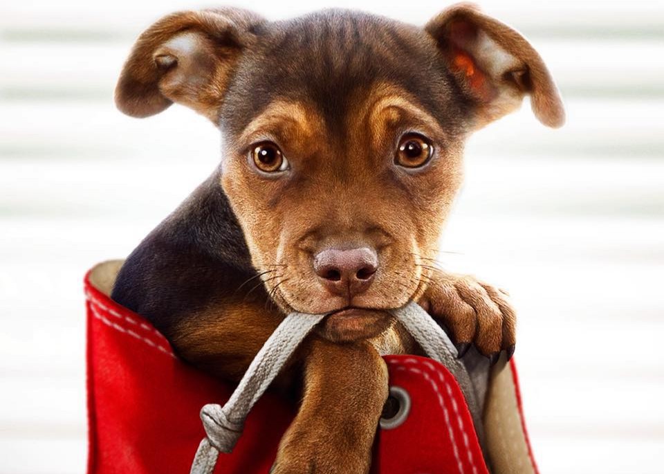 REVIEW: ‘A Dog’s Way Home’ spotlights one of God’s great blessings