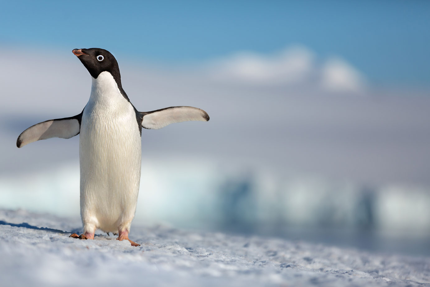REVIEW: ‘Penguins’ is a kid-friendly, hilarious nature film - WordSlingers
