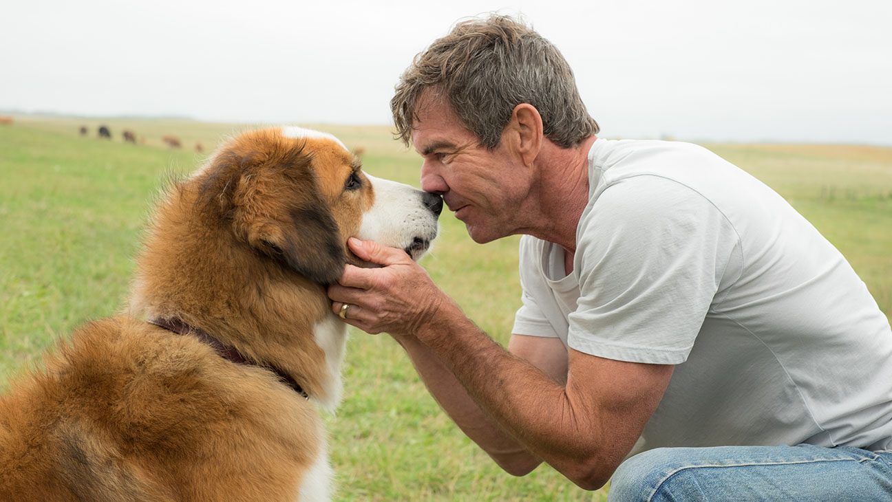 REVIEW: ‘A Dog’s Journey’ is a pet flick wrapped in a reincarnation plot