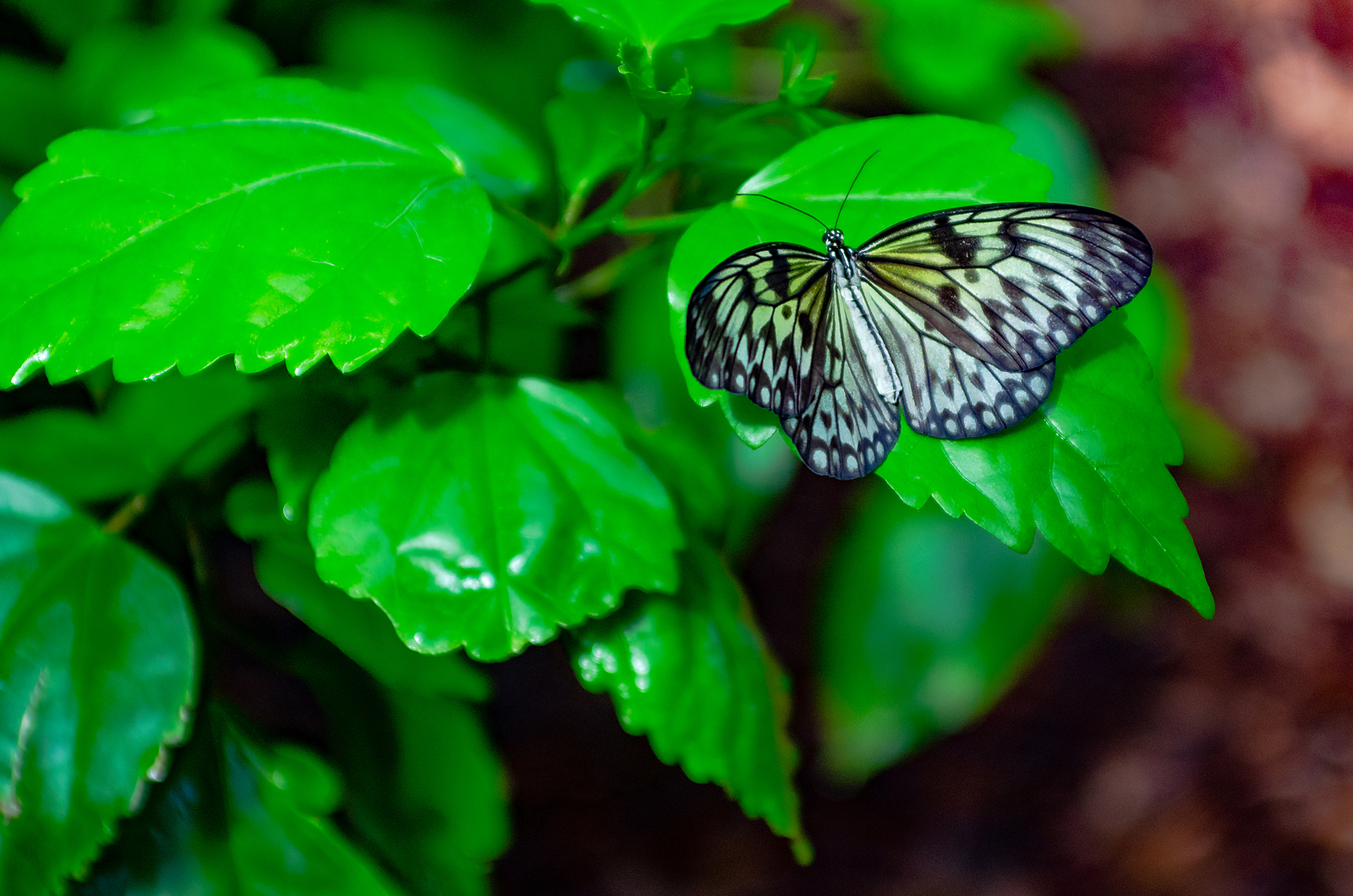 Book Review: Transgender to Transformed by Laura Perry