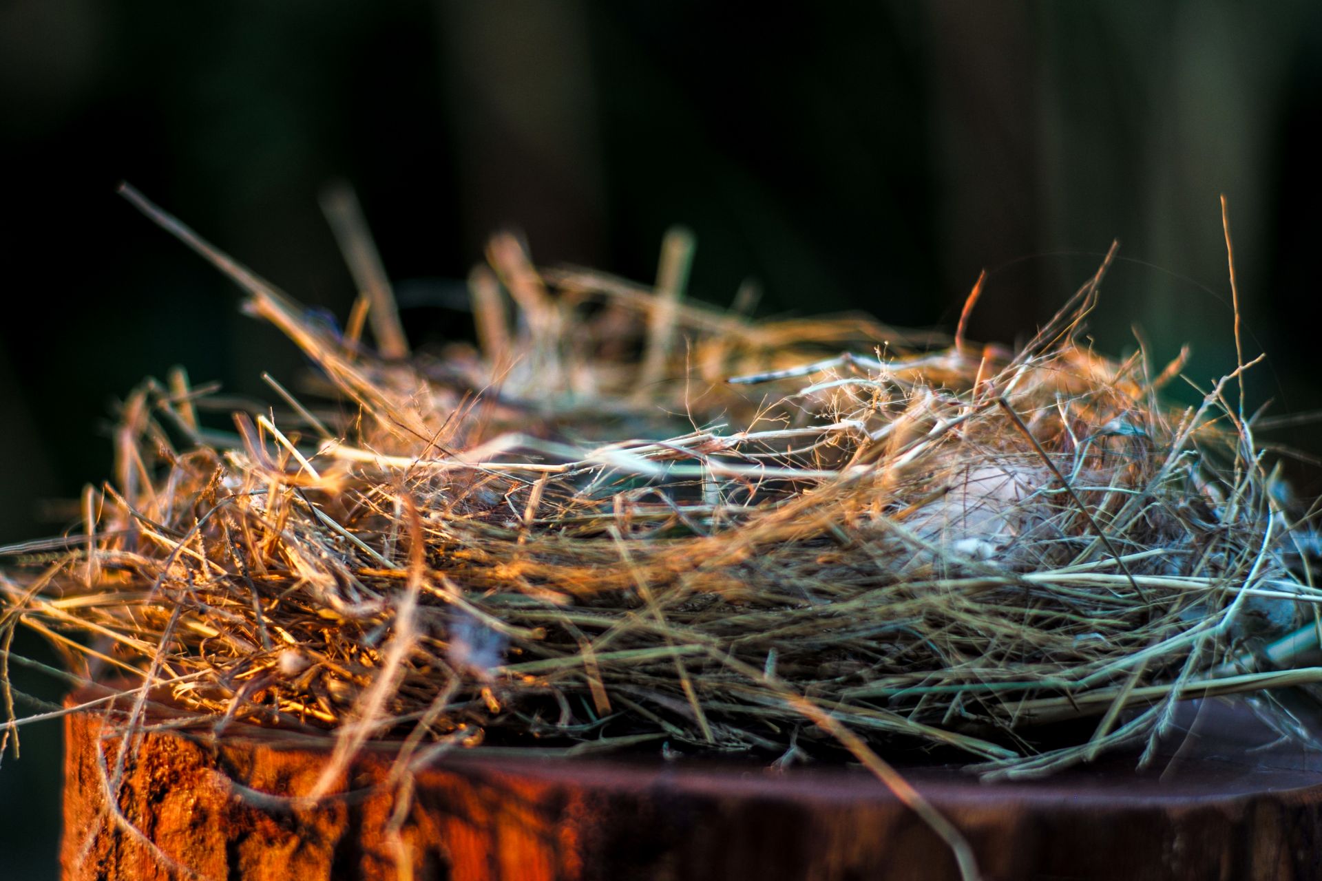 Prepping for the Empty Nest | WordSlingers